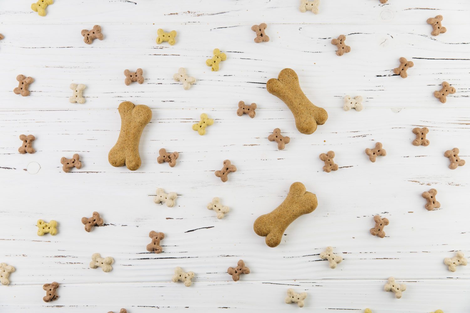 Ask Crystal: Day Time Crating Tips for Your Puppy - Blue Ridge Humane ... - Soft Crating For Puppies