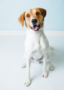 white dog with brown head sitting on floor with tongue out in a listening posture