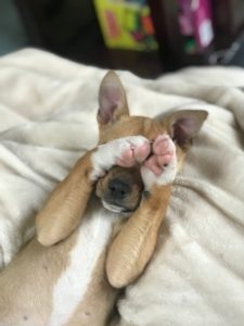 a light brown dog lays on its back with paws covering its face