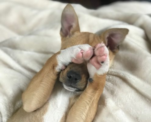 a light brown dog lays on its back with paws covering its face