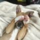 a light brown dog lays on its back with paws covering its face