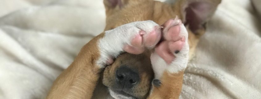 a light brown dog lays on its back with paws covering its face