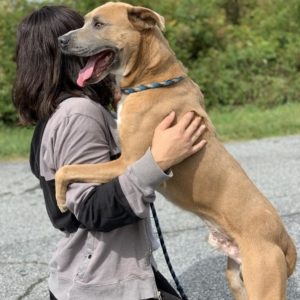 Medium sized brown dog stands up on handlers shoulder with tongue out