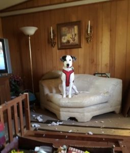 Black and white dog sits on stuff lounge chair with stuffing pulled out on the floor