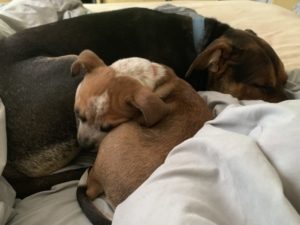 a large dark down dog lays curled up with asmall light brown puppy on a bed