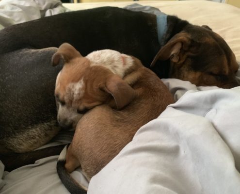 a large dark down dog lays curled up with asmall light brown puppy on a bed