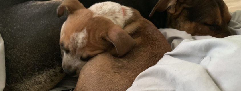 a large dark down dog lays curled up with asmall light brown puppy on a bed