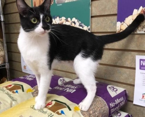 Black and white cat standing on a stack of bird food in bags