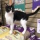 Black and white cat standing on a stack of bird food in bags