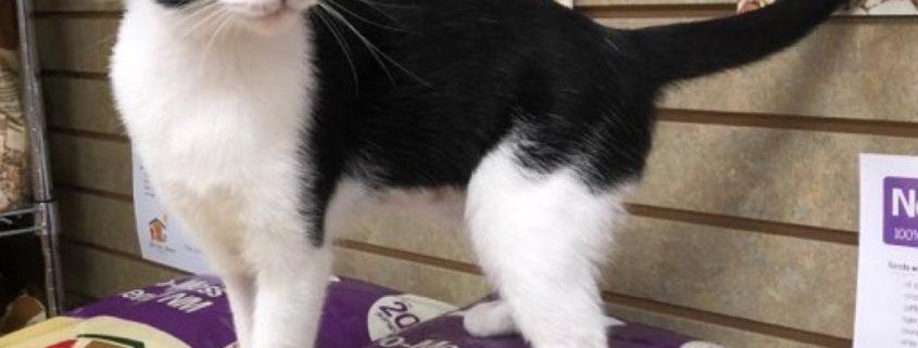 Black and white cat standing on a stack of bird food in bags