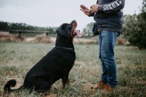 black dog sitting in a field listening and looking at hand signal from owner
