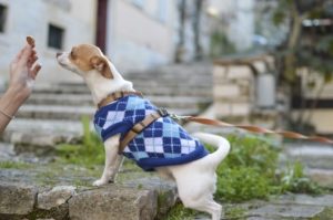 A chihuahua looking dog wearing a blue sweater with a diamond pattern has its front legs up up a step with its noise towards a treat held up by an a human hand.