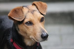 Short haired brown colored dog