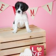 Black and white puppy sits on a box with Valentine's decorations in the background