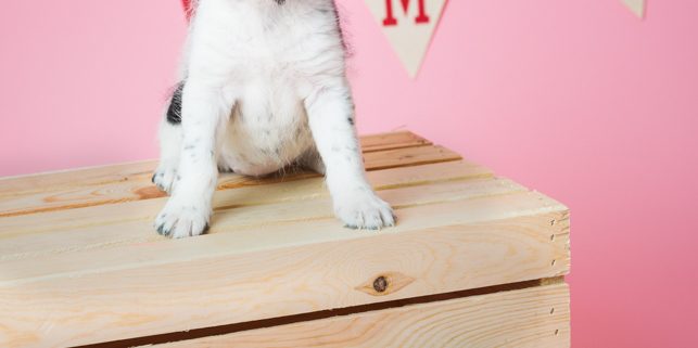 Black and white puppy sits on a box with Valentine's decorations in the background