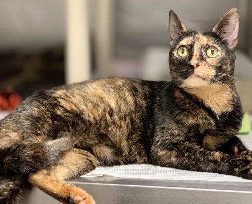 tortoise marked cat lounges on a bed.