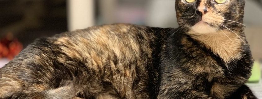 tortoise marked cat lounges on a bed.