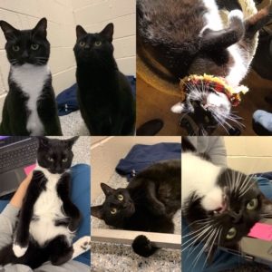collage of two black cats, one with a white belly
