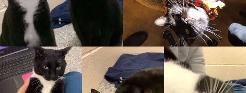 collage of two black cats, one with a white belly