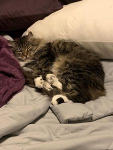 tabby cat sleeps snuggled on a bed 