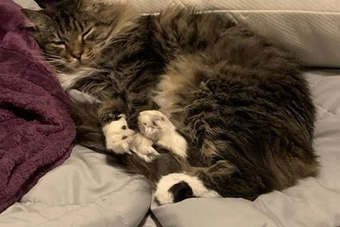 tabby cat sleeps snuggled on a bed