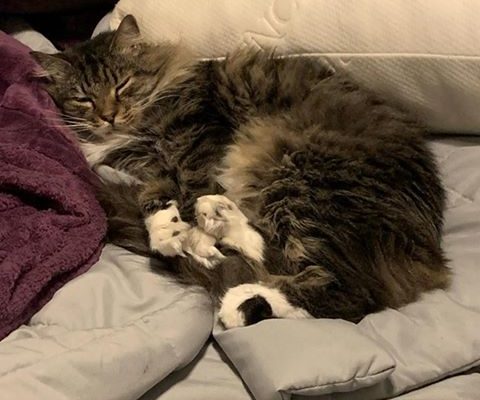 tabby cat sleeps snuggled on a bed