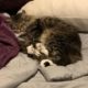 tabby cat sleeps snuggled on a bed