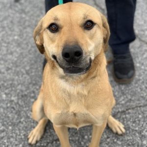 medium size brown down sits and smiles at viewer