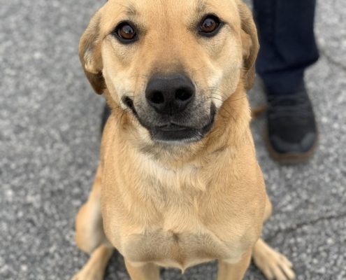 medium size brown down sits and smiles at viewer