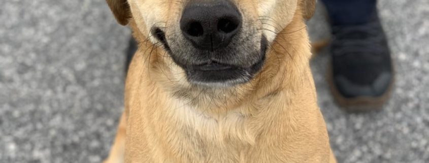 medium size brown down sits and smiles at viewer