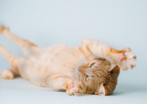 orange kitten rolling over