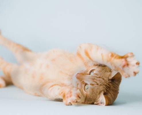 orange kitten rolling over