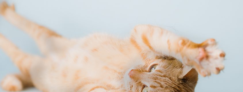 orange kitten rolling over