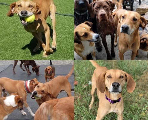 Collage of 4 photos featuring a medium sized brown dog playing