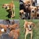 Collage of 4 photos featuring a medium sized brown dog playing