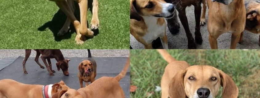 Collage of 4 photos featuring a medium sized brown dog playing