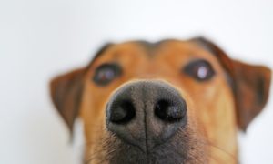 close up of brown dogs nose