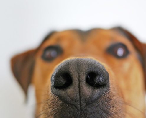 close up of brown dogs nose