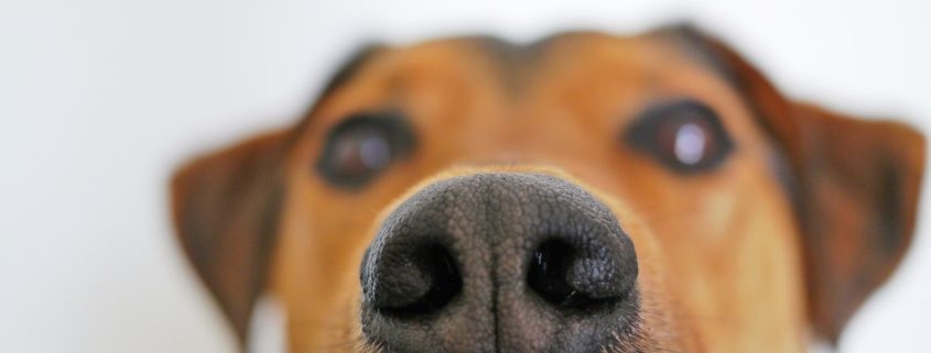 close up of brown dogs nose