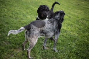 two dark dogs meet and sniff each other