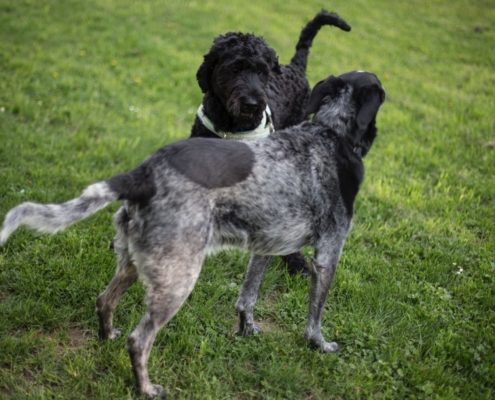 two dark dogs meet and sniff each other