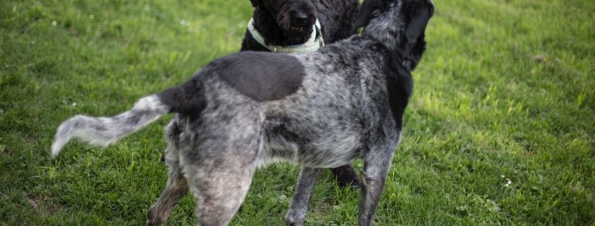 two dark dogs meet and sniff each other