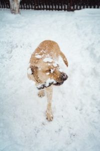 short haired tan dog in the snow carrying a stick in his mouth. Photo by Vlad Chețan from Pexels