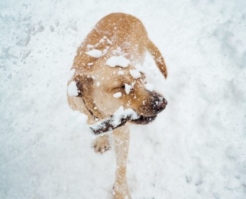 short haired tan dog in the snow carrying a stick in his mouth. Photo by Vlad Chețan from Pexels