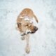 short haired tan dog in the snow carrying a stick in his mouth. Photo by Vlad Chețan from Pexels