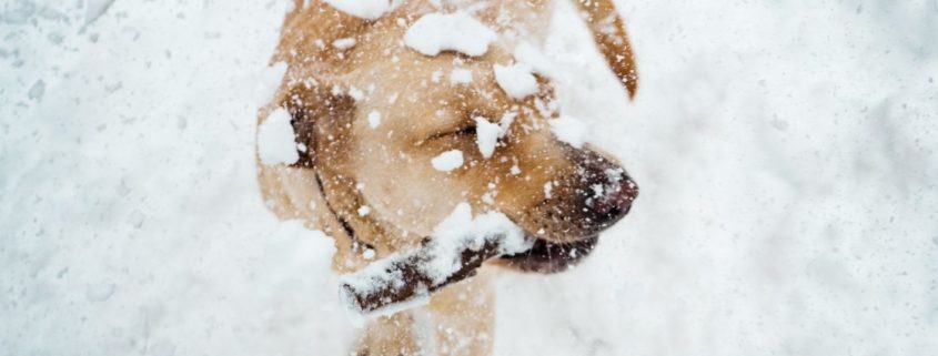 short haired tan dog in the snow carrying a stick in his mouth. Photo by Vlad Chețan from Pexels