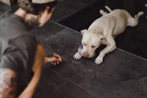 man playing with a dog