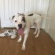 White puttie mix puppy with scattered brown pots stands looking at camera with tongue out