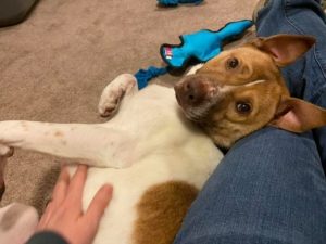 White dog with brown markings laying on the ground against a humans leg getting pets