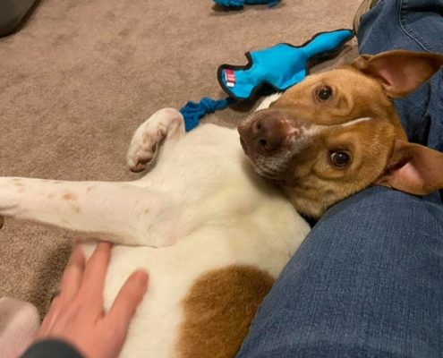 White dog with brown markings laying on the ground against a humans leg getting pets